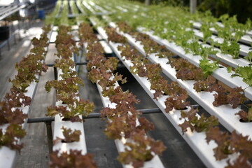 Close up fresh organic hydroponic vegetable plantation produce red green salad hydroponic cultivate farm.