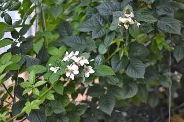 White flowers of the blackberry tree