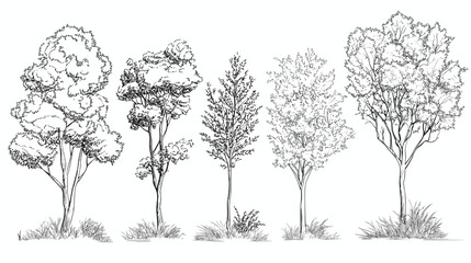 Architectural Drawings, Minimal style cad tree line drawing, Side view, set of graphics trees elements outline symbol for landscape design drawing. Vector illustration