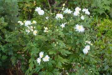 Closed buds and white flowers of Chrysanthemum in October