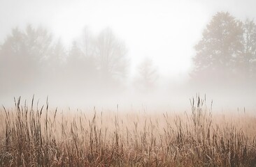 Obraz premium A foggy autumn meadow, with tall grasses and trees