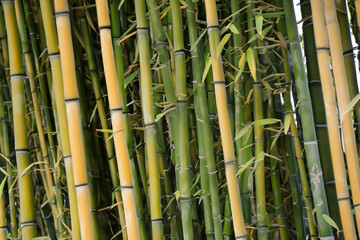 Fototapeta premium Bamboo trees in the tropics in nature. Green plant concept. Close up of a bamboo tree in tropical rainforest. Close up of a tree and bamboo lifestyle in tropical tropics.