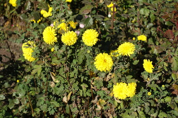 Scarce yellow flowers of Chrysanthemums in mid November