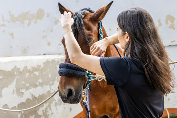Female equestrian braiding a brown horse's mane at a stable