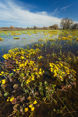 Fototapeta premium Yellow marsh-marigold flowers growing in water in a meadow