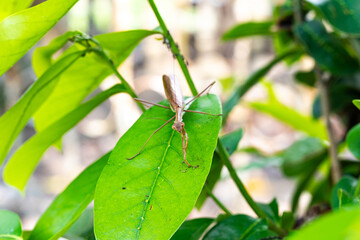Praying mantis insect of Arthropoda family in Cantabria Autonomous Community, tropical Asia praying mantis photo