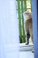 striped cat on balcony, view from room of pet that walks in nature, against background of green trees