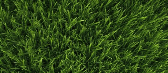 Close-up of Lush Green Grass
