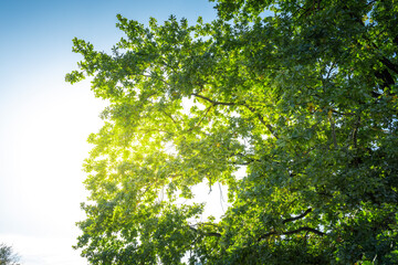 A tree with leaves is in the sun