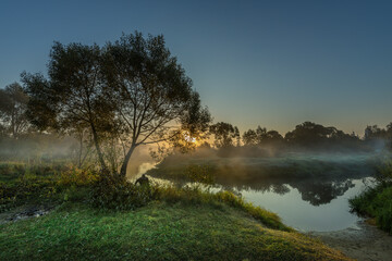A tree is in the foreground of a field with a body of water in the background