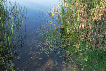 A body of water with a lot of plants and grass around it