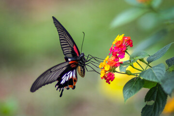 Redbreast butterfly on flower