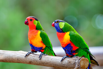 Fototapeta premium Parrot on branch of tree. wildlife nature wild concept. a small colorful parrot on a branch in tropical climate. a parrot on a branch in tropical lifestyle colors.