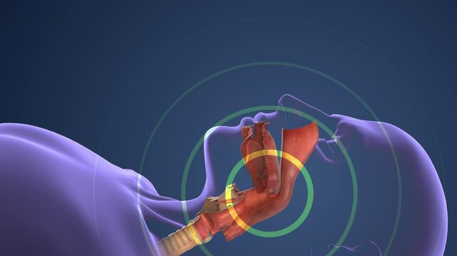 Respiratory System Managing Normal Breathing and Snoring During Sleep