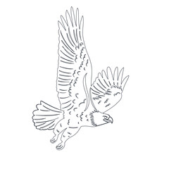 eagle flying sketch on white background, vector