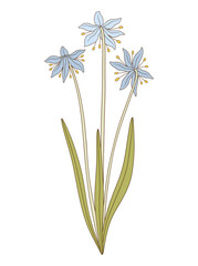 Bouquet of three blue snowdrop flowers with leaves. Bunch of blooming spring wild plants. Botanical hand-drawn elements for design projects. Vector illustration