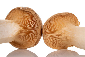 Fresh fragrant mushrooms royal oyster mushroom, macro, isolated on white background.