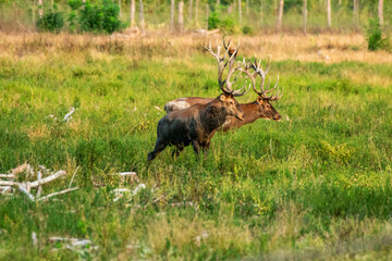 Two majestic deer standing in lush green meadow view