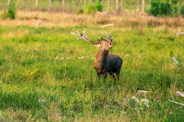 Impressive stag with antlers in grassy wilderness scene