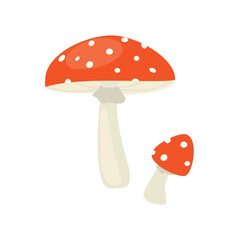 Fly agaric fungus white spotted red mushroom