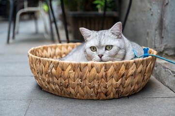 American shorthair cat resting on its back in a basket