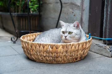 American shorthair cat resting on its back in a basket