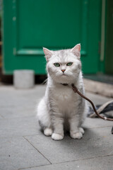 American Shorthair sitting on the floor