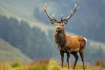 Fototapeta premium Majestic Red Deer Stag with Large Antlers Stands Proud in the Scottish Highlands, United Kingdom