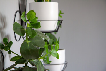 Kwiaty w białej doniczce wiszące © Adrian