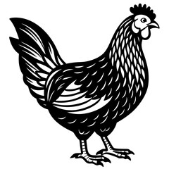 rooster isolated on white