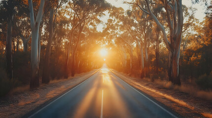 Fototapeta premium Sunlit Road Through Forest.