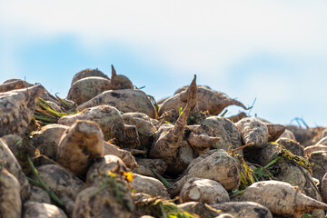 Freshly harvested sugar beets on the field covered with earth