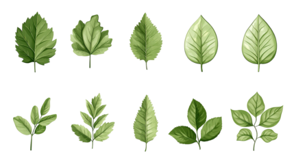Sustainable leaf icons in vector, ideal for nature labels on products with a transparent background