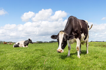 Fototapeta premium Cow grazing in field standing, blue sky