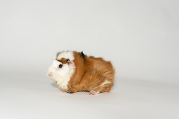 Meerschweinchen rosette tier Nager