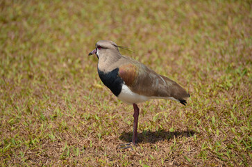Southern lapwing is a bird belonging to the Charadriidae family. It prefers to live in low-lying areas, in fields, beaches, marshes, mangroves and humid floodplains.