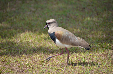 Southern lapwing is a bird belonging to the Charadriidae family. It prefers to live in low-lying areas, in fields, beaches, marshes, mangroves and humid floodplains.