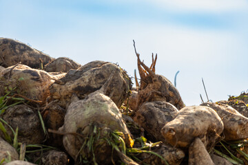 Freshly harvested sugar beets on the field covered with earth