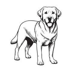 Labrador Retriever standing pose vector silhouettes, Labrador Retriever logo standing with a calm expression illustration vector,Labrador Retriever Dog Standing silhouette - standing dog side