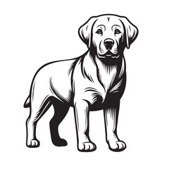 Labrador Retriever standing pose vector silhouettes, Labrador Retriever logo standing with a calm expression illustration vector,Labrador Retriever Dog Standing silhouette - standing dog side