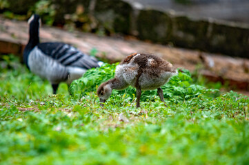 Nilgansküken sucht Nahrung, während ein Erwachsener Vogel im Hintergrund steht