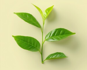 Fototapeta premium This image features fresh green tea leaves, embodying nature's essence. The vibrant leaves are perfect for wellness, relaxation, and herbal infusions.