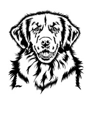 Golden Retriever | Peek a Boo | Dog Breed | Friendly Animal | Peeking Puppy | Dog Lover | Peeking Golden Retriever | Domestic Animal | Original Illustration | Vector and Clipart | Cutfile and Stencil