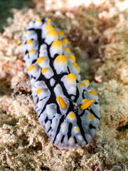 Nudibranch (Phyllidia varicosa)