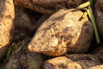 Freshly harvested sugar beets on the field covered with earth