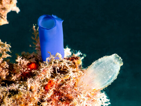 Blue Sea Squirt (Rhopalaea fusca) and Pacific transparent sea squirt (Ciona savignyi)