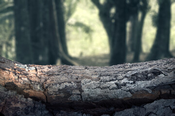 Closeup view of wooden log on the forest with foggy trees and a path. The scene is scary and mysterious. Dramatic smoke or fog effect. Mockup. Copy Space