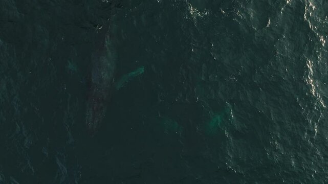 Drone top down overview shows humpback whales in open occean spouting and rising calmly to surface then dissapearing