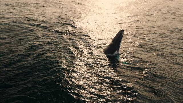 Seagull soars in sky above ocean as humpback whale breaches and splashes into golden water