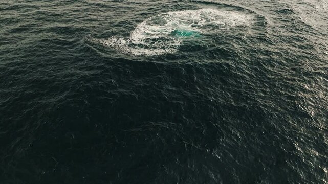 Humpback whale splash reverberates as young calf and parent leap backwards into air